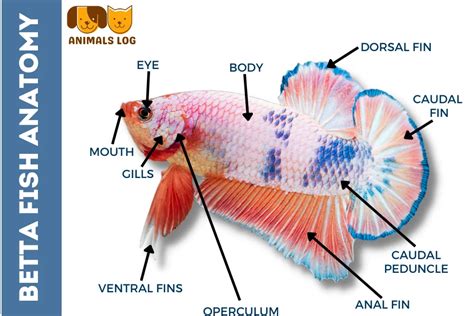 where are betta fish found|betta fish information.
